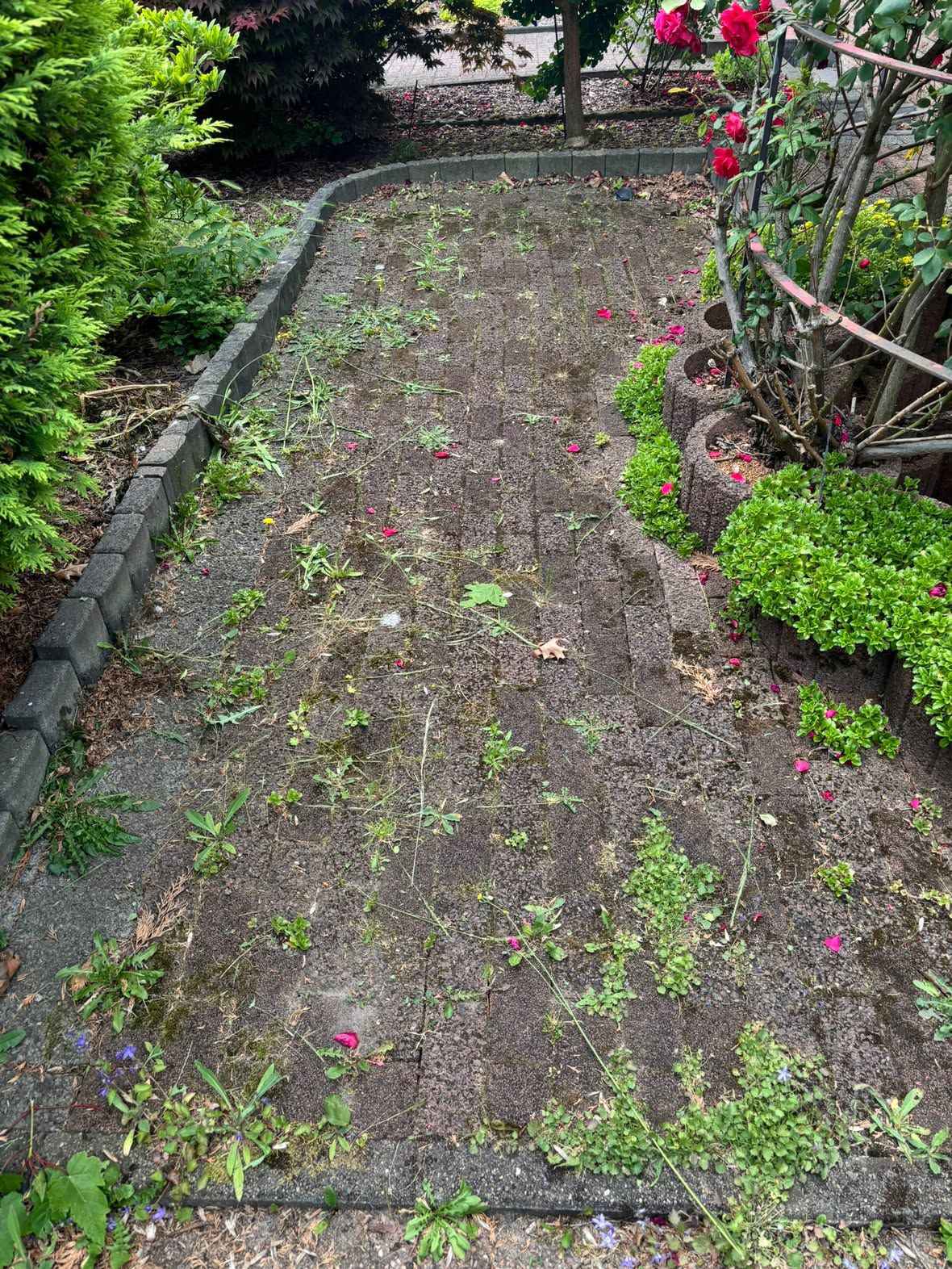 Gartenweg vor der Reinigung